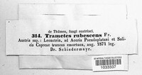 Daedaleopsis confragosa image